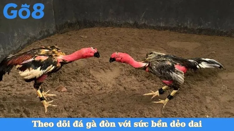 Theo dõi đá gà đòn với sức bền dẻo dai